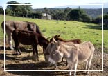 Agriturismo Il Muto di Gallura - Sardegna